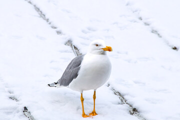 During the winter, animals have difficulty finding food. Portrait of a seagull on a snowy ground. Sea ​​bird. Ornithology. Copy space, blank, empy. 