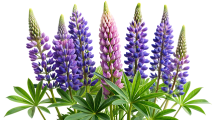 Row of vibrant lupine flower spikes with delicate pastel hues and green tips, isolated on a clean white background for graphic design
