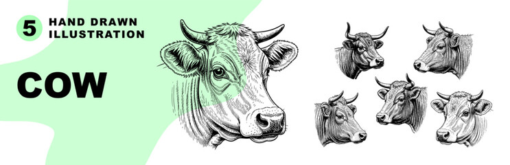 Hand Drawn Cow