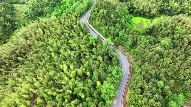 Overlooking a mountain road winding through lush bamboo forests