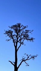 A stark black silhouette of a mature maple tree stands against a clear, crisp blue sky,  tree silhouette,  fall