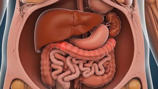 Detailed 3D Anatomical Visualization of the Human Digestive System Featuring the Liver Stomach and Intestines with Subtle Glowing Highlights and Realistic