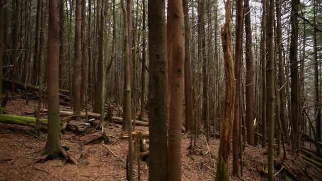 Walking uphill through a dense forest with tall, thin trees stretching upward, forming natural corridor. The forest floor is covered with pine needles, roots.