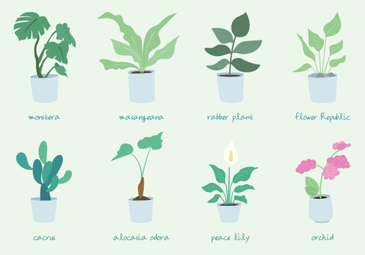 plant collection1
