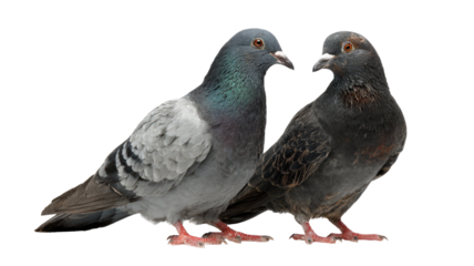 Portrait of a couple gray pigeon with visible feather and wing isolated on a white background