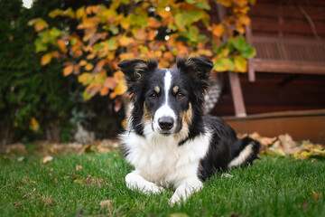 Beautiful Border Collie dog posing among colorful autumn leaves. Intelligent herding dog with bright eyes surrounded by red and orange foliage, looking up at the camera.	