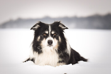 Border collie lying in deep snow during winter. Calm dog portrait with snowy landscape and soft light.