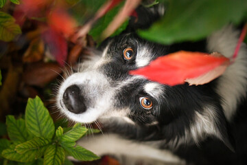 Beautiful Border Collie dog posing among colorful autumn leaves. Intelligent herding dog with bright eyes surrounded by red and orange foliage, looking up at the camera.	