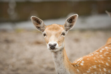 A young spotted deer standing close to a wire fence in a zoo enclosure, gently touching it with its nose. The image captures a curious and calm moment in a natural environment.