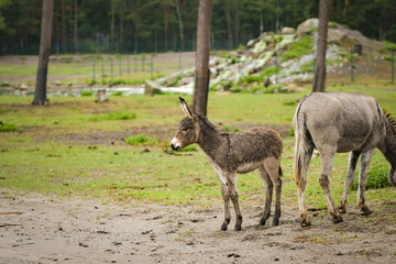 Newborn donkey foal walking on grass slope, still with wet fur.