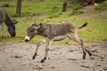 Newborn donkey foal walking on grass slope, still with wet fur.