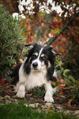 Beautiful Border Collie dog posing among colorful autumn leaves. Intelligent herding dog with bright eyes surrounded by red and orange foliage, looking up at the camera.	