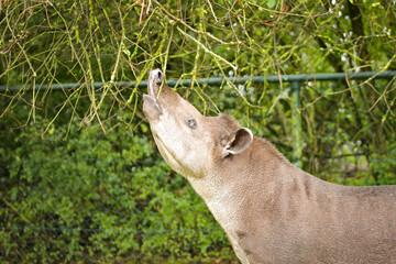 South American tapir reaching up to tree branches, side profile.	