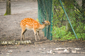 A young spotted deer standing close to a wire fence in a zoo enclosure, gently touching it with its nose. The image captures a curious and calm moment in a natural environment.