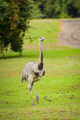 A large flightless bird standing on green grass in a zoo enclosure, captured in a calm and alert posture. The long neck and legs emphasize its elegant and prehistoric appearance.