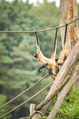 A small monkey climbing a wooden structure with ropes and branches in a naturalistic zoo enclosure. The animal is captured in motion, showing agility and curiosity against a soft green forest backgrou