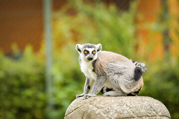 Fototapeta premium A ring-tailed lemur sitting and calmly observing its surroundings. The lemur’s expressive yellow eyes, soft grey fur, and iconic striped tail are clearly visible, capturing its curious and relaxed