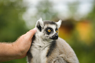 A ring-tailed lemur sitting and calmly observing its surroundings. The lemur’s expressive yellow eyes, soft grey fur, and iconic striped tail are clearly visible, capturing its curious and relaxed
