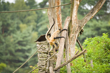 A small monkey climbing a wooden structure with ropes and branches in a naturalistic zoo enclosure. The animal is captured in motion, showing agility and curiosity against a soft green forest backgrou