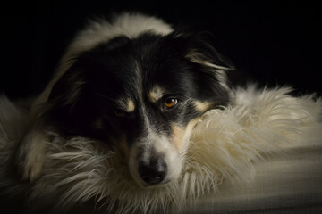 Close-up portrait of a black and white Border Collie lying on a fluffy white rug against a dark background.	