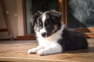 Adorable Border Collie puppy resting and playing on a wooden terrace in sunlight. Curious young dog lying peacefully, chewing on a toy, and observing its surroundings.	
