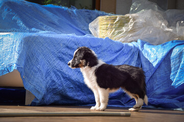 Adorable Border Collie puppy resting and playing on a wooden terrace in sunlight. Curious young dog lying peacefully, chewing on a toy, and observing its surroundings.	