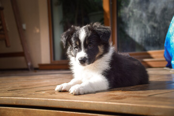 Adorable Border Collie puppy resting and playing on a wooden terrace in sunlight. Curious young dog lying peacefully, chewing on a toy, and observing its surroundings.	