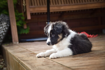 Adorable Border Collie puppy resting and playing on a wooden terrace in sunlight. Curious young dog lying peacefully, chewing on a toy, and observing its surroundings.	