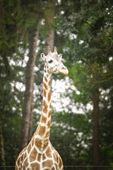 Giraffes walking in a green zoo enclosure surrounded by trees. Elegant wild animals with long necks and distinctive patterns moving gracefully through their habitat.	