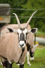 Close-up portrait of a gemsbok with distinctive black-and-white facial markings and long straight horns. The antelope is standing in a grassy enclosure with soft natural light.