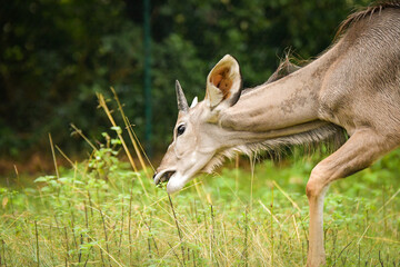 Young deer grazing on fresh green vegetation in a natural enclosure. The animal is captured in profile while feeding, with a forest background and soft depth of field. © doda