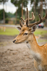 A deer with velvet-covered antlers looking alert in a natural outdoor setting. The soft background highlights its gentle and elegant appearance.	