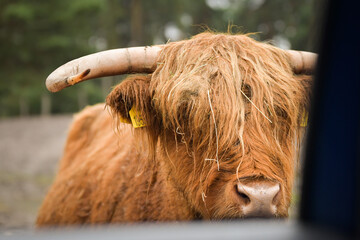 Close-up portrait of a Highland cow with long shaggy fur and large curved horns. The expression and natural texture create a rustic countryside feel.	
