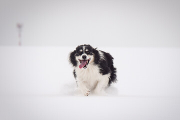 Fototapeta premium Energetic Border Collie running outdoors in snowy nature, tail up and playful mood. 