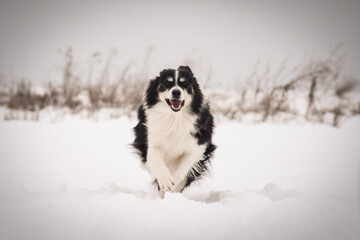 Fototapeta premium Energetic Border Collie running outdoors in snowy nature, tail up and playful mood. 