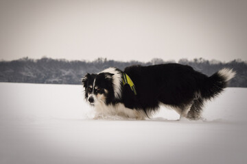 Obraz premium Energetic Border Collie running outdoors in snowy nature, tail up and playful mood. 