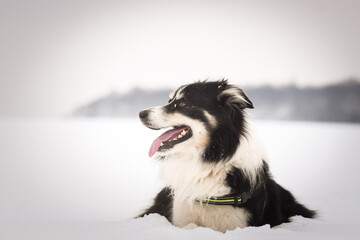 Portrait of a Border Collie in winter, snowflakes on fur and intense gaze.