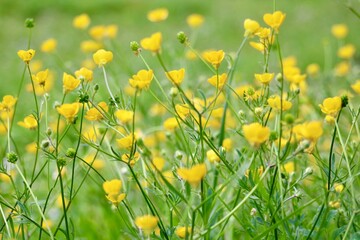 Obraz premium Fleurs jaunes