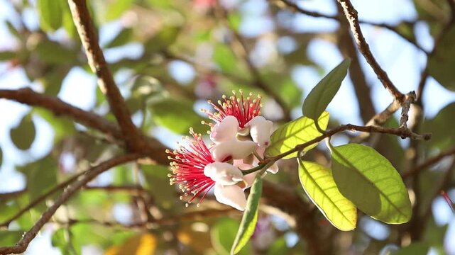 A close-up of a feijoa flower bathed in beautiful, soft rays of sunlight. Highlights delicate petals and natural beauty, ideal for spring and botanical themes.