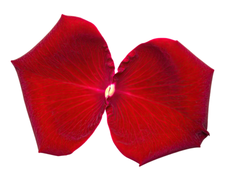 Two red flower petals, joined, black background, macro