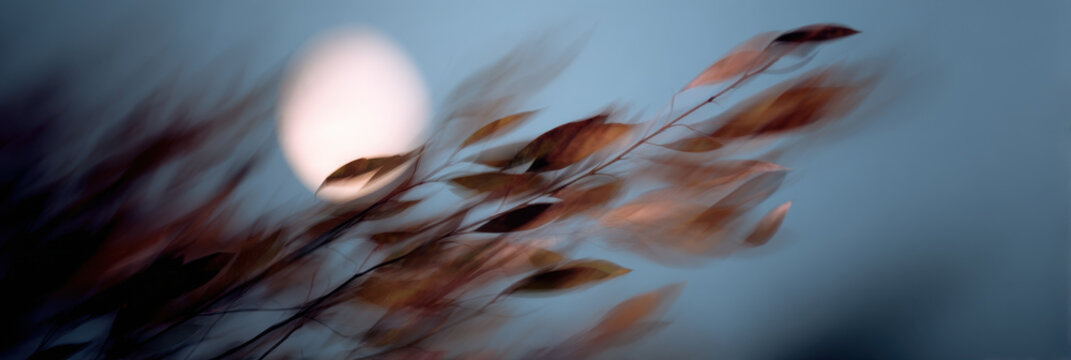 Moonlight, motion blur, autumn leaf, wind, night scene sway softly