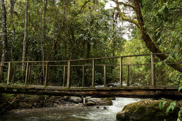 wooden bridge in the forest