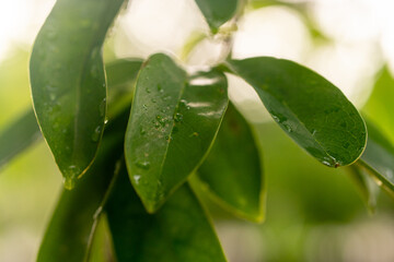 Macro shot focusing on lush, healthy green leaves of an Annona Muricata (Soursop) tree branch. The leaves have small water droplets, indicating freshness or morning dew.
