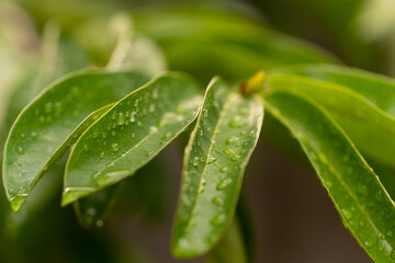 Macro shot focusing on lush, healthy green leaves of an Annona Muricata (Soursop) tree branch. The leaves have small water droplets, indicating freshness or morning dew.
