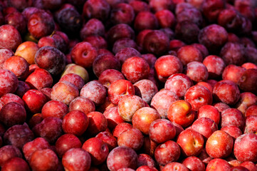 Plum fruits group