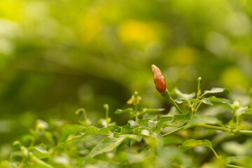Extreme close-up of small, developing chili peppers (Capsicum frutescens) with dew drops hanging on a vibrant plant in a soft-focus garden setting.
