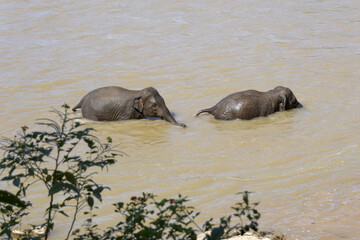 Fototapeta premium Two playful Asian elephant bathing in muddy river. tranquil wildlife scene in nature, showing large mammal swimming and cooling off in murky water outdoors
