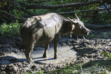 Fototapeta premium Calm water buffalo animal covered in mud standing in puddle within forest. large farm mammal with horn, enjoying moment in nature, common wildlife in Asia