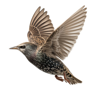 European starling fly Isolated on Transparent Background. PNG