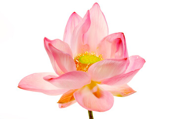 Naklejka premium Delicate Pink Lotus Flower Blooming Against Bright White Background